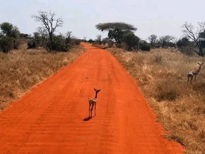 Tsavo