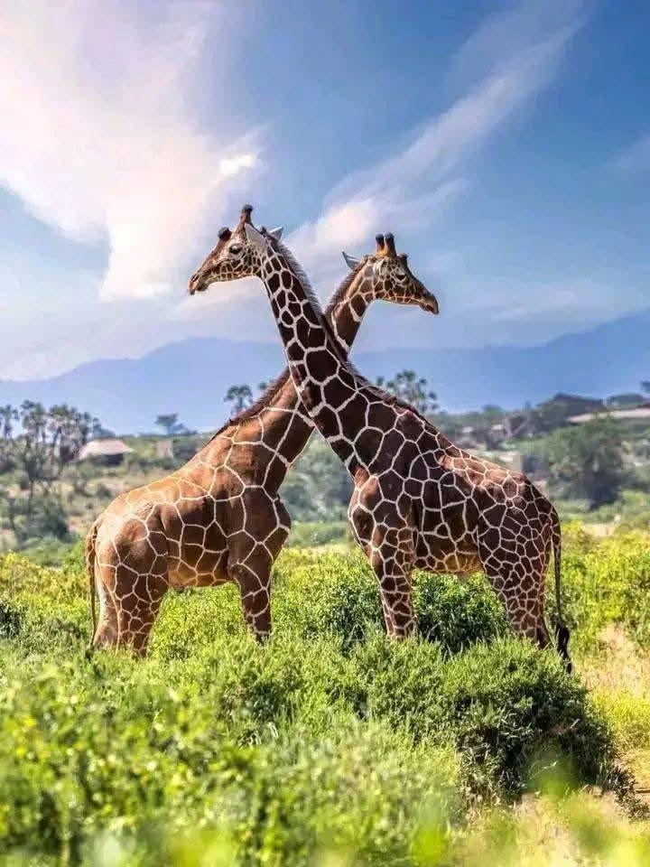 Reticulated giraffes crossing necks in northern Kenya